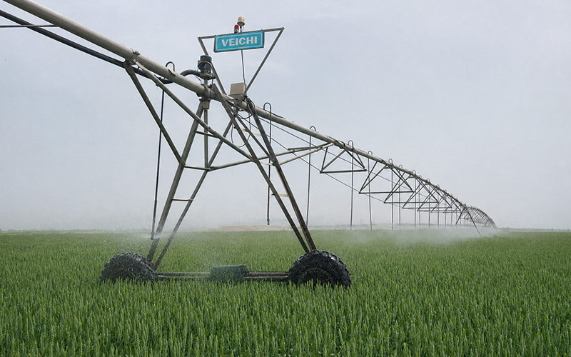 Wheat Irrigation