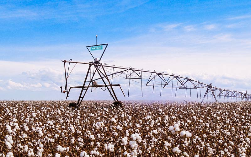 Cotton Irrigation