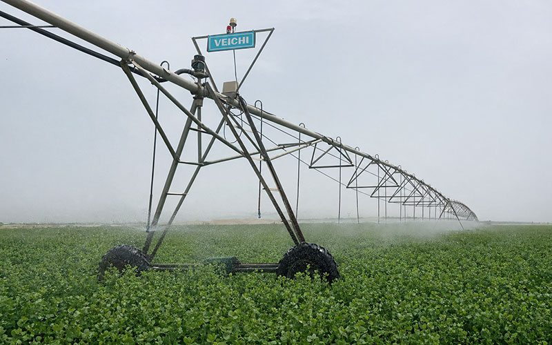 Alfalfa Irrigation
